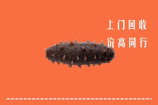 船山区回收海参